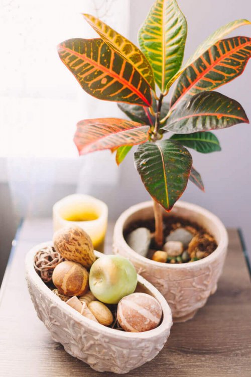 Colorful house plant in a pretty pot