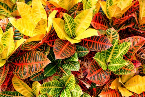 A group of plants with colored leaves