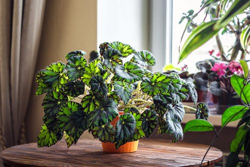식물을 사용하여 집 꾸미기: 어떻게 선택해야 할까?