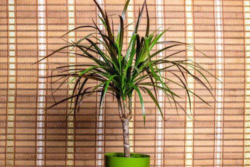 A dracena plant with colored leaves