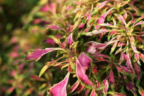 A large coleus plant with colored leaves of red and green
