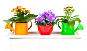 Colored watering cans.