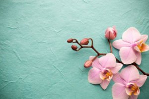 Orchids - Exotic and Fascinating