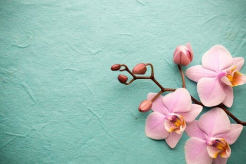 Orchids – Exotic and Fascinating