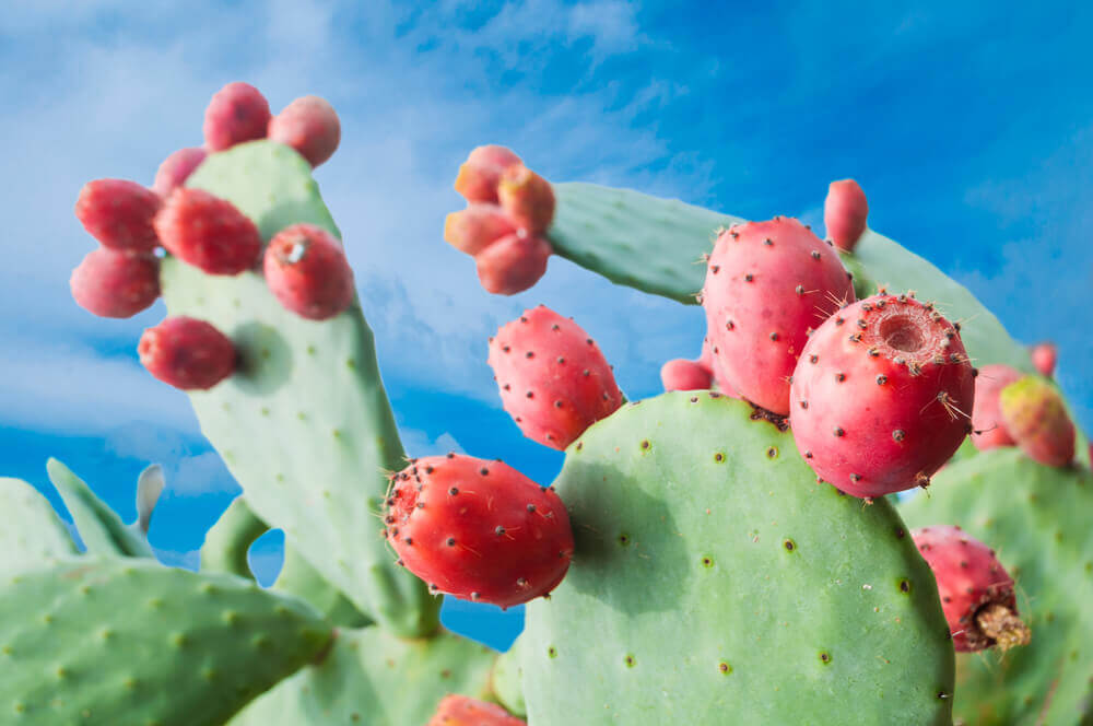 A cactus with red blossoms.