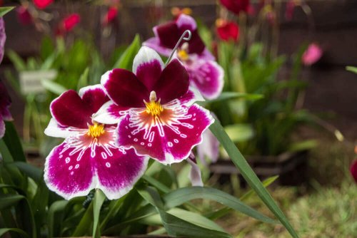 Small purple orchids