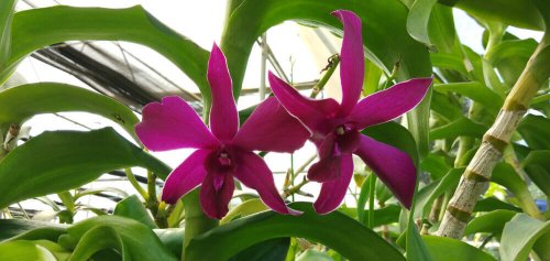 Photo of red dendrobium orchids