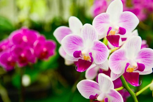 Pink and white phalaenopsis orchid