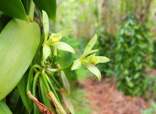 Vanilla plant, type of orchid
