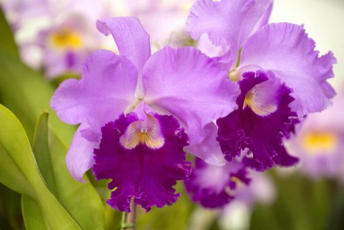 Large purple orchids