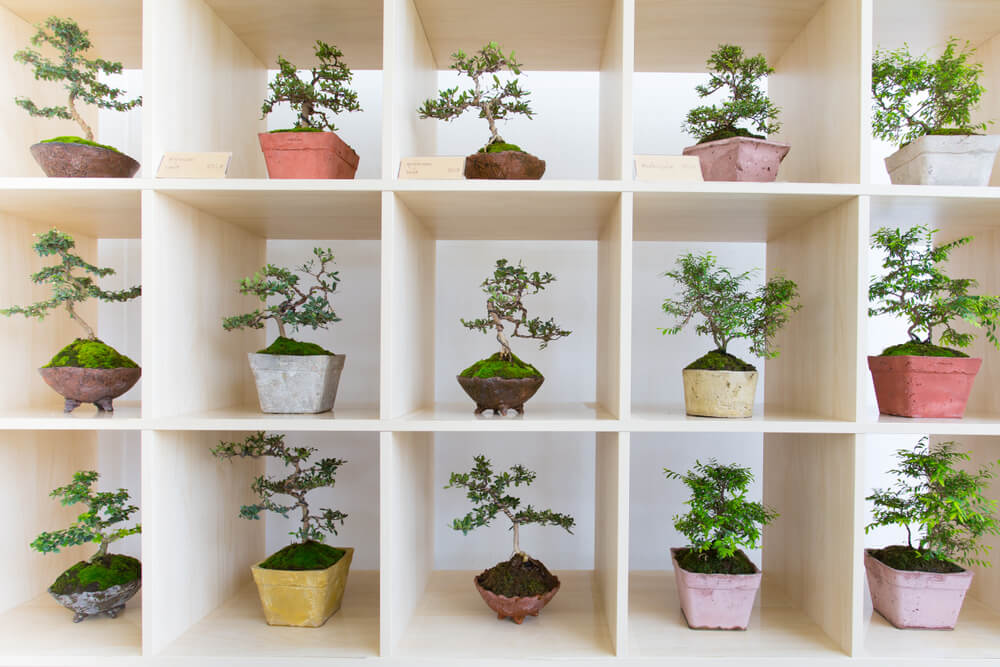 Small bonsai trees in a shelving unit.