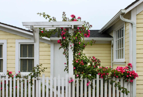 A crawling rose bush.
