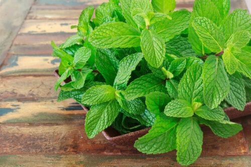 A pot with mint.