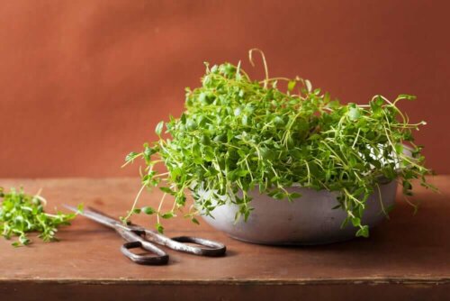 A pot with thyme.
