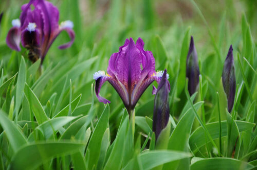 A real fleur-de-lis.