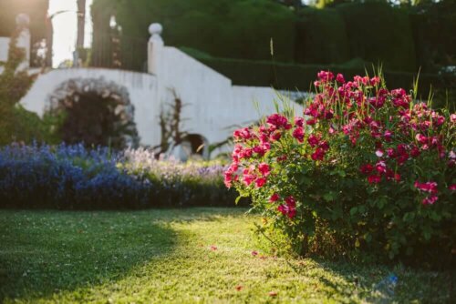 A small rose bush.