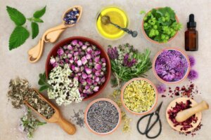 Multiple Fragrances - An Oasis of Garden Aromas