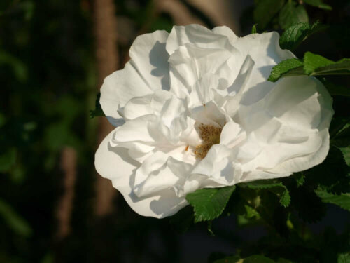 A white rose.
