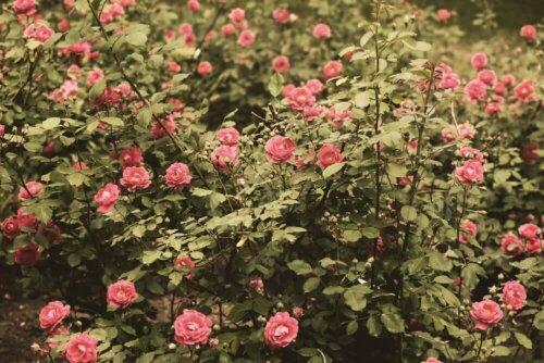 An example of the queen of flowers.