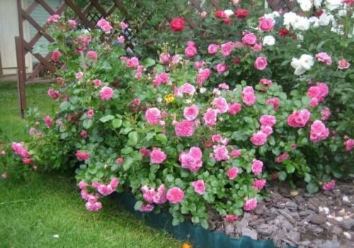 The queen of flowers in a yard.