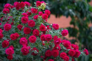 The Rose will always Be the Queen of Flowers
