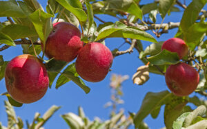 An image of an apple tree, one of the types of trees for a garden.