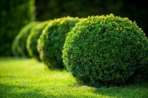 Creating a Beautiful Garden Using Bushes