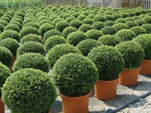 There are many types of bushes for your garden that offer different color choices.