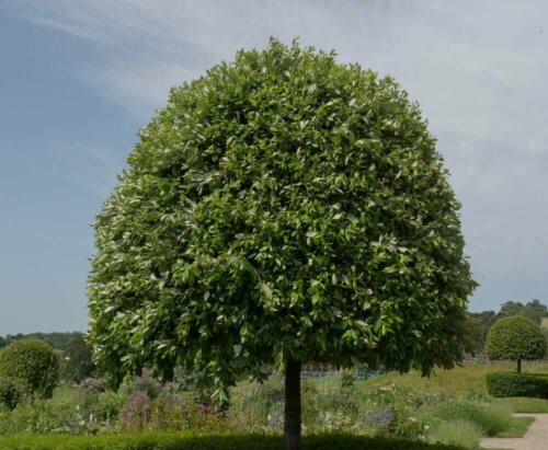 Some bushes for your garden only have leaves.