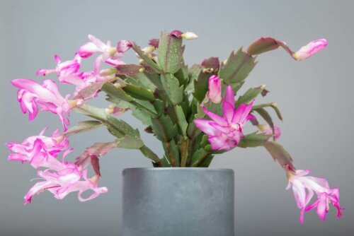 The Christmas cactus is one of the best indoor plants for winter.
