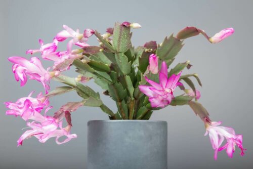 The Christmas cactus is one of the best indoor plants for winter.