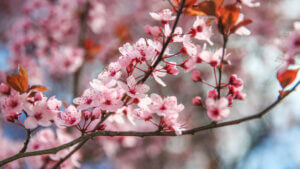 An image of peach tree blossom.