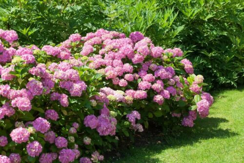 Some bushes for your garden have flowers.
