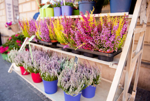 Heather in different colors.