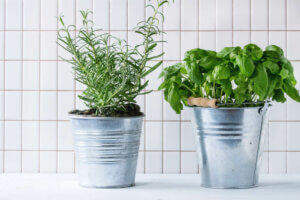 An image of plants growing in a sustainable kitchen.
