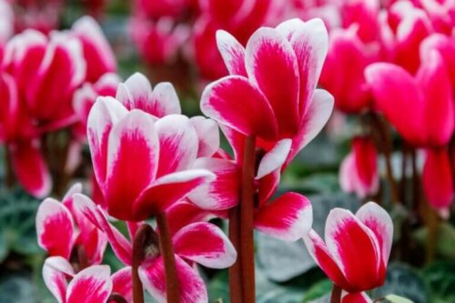 The Best Indoor Plants For Winter