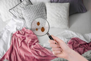 How to Eliminate Mites in Your Home