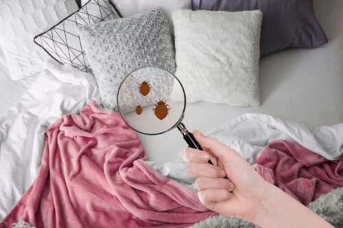 How to Eliminate Mites in Your Home