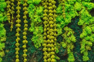 Try Using Moss to Decorate Your Home