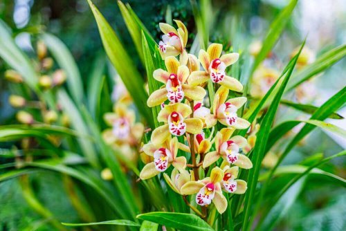 Cymbidium, small yellow and red flowers