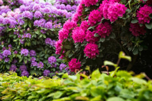 Winter-Ready Gardens: How to Prepare Your Garden for Winter