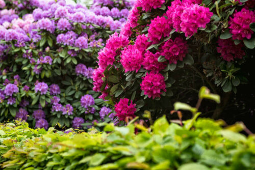 Bushes with purple and pink flowers.