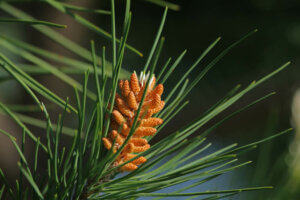An image of a pine tree, one of the trees for your garden.