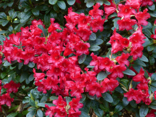 A rhododendron plant with red flowers.