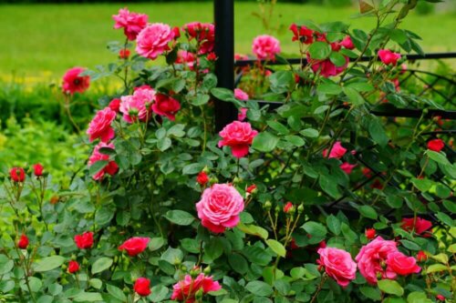 Rose plants with pink and red flowers.