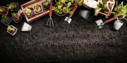 Types of Planters for Home Decoration