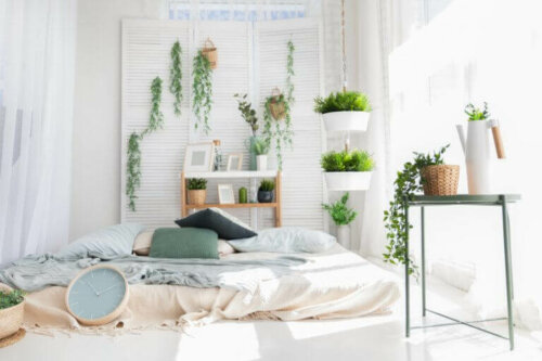 The Importance of Using Plants in Home Decoration