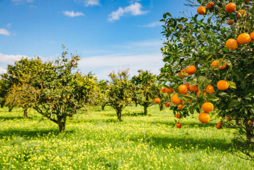 A citrus orchard.