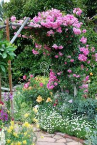 Canes and Trellises for Your Plants