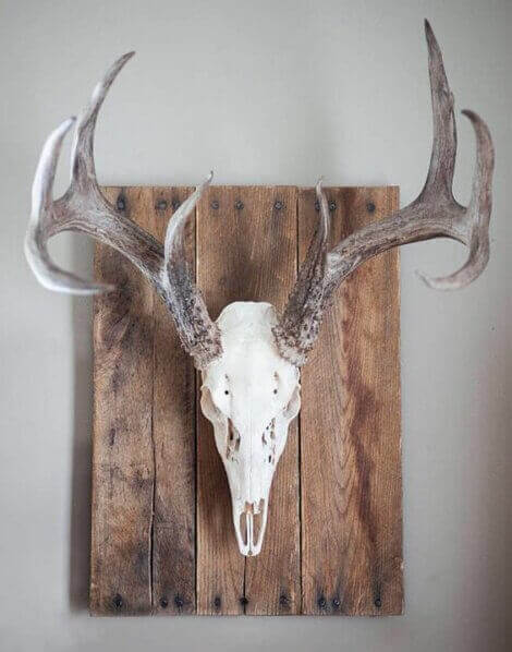 Coat rack made from a deer skull